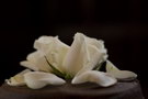 wedding Lianna Philip Cambridge 782_IMG_2659.JPG